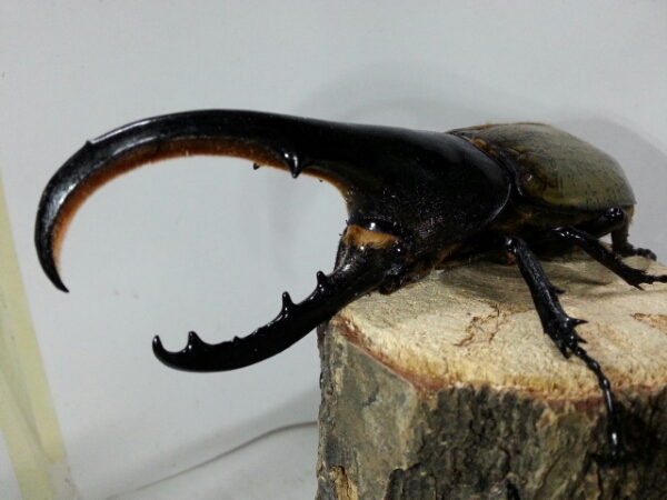 ①札幌~ヘラクレスヘラクレス♂139