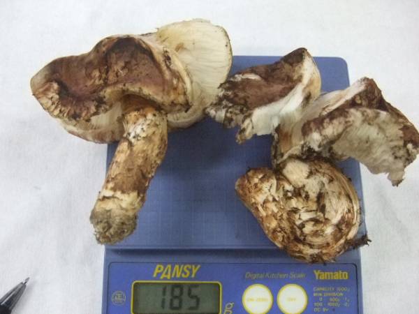 山陰まつたけ★天然★１６２ｇ★大きい★良い香り