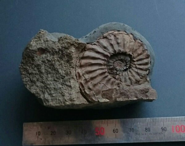 上天草産(白亜紀) アンモナイト サメの歯 5個セット 国産 化石 上天草