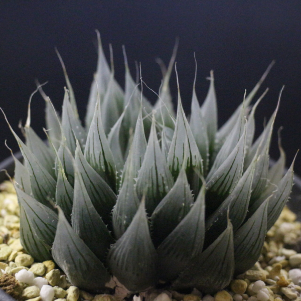 ☆ ハオルチア 村雨 ムラサメ MURASAME カキコ