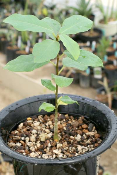 【送無】苗出品No.021クワ科Ficus natalensisレアフィカス根塊性