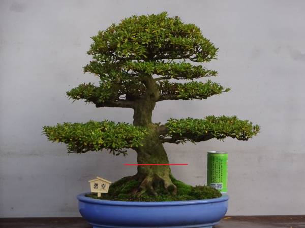 四季折々のさつき】 旧花の人気品種 「碧 空」 皐月盆栽 Yahoo