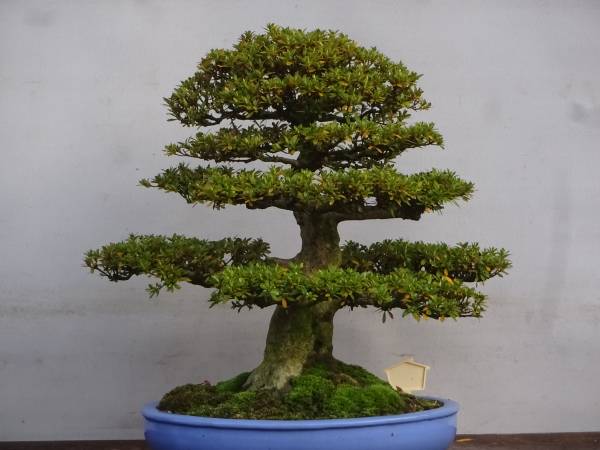 四季折々のさつき】 旧花の人気品種 「碧 空」 皐月盆栽 Yahoo