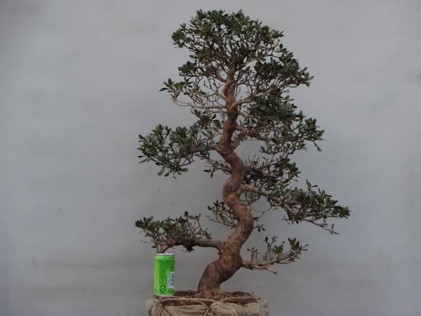 彩葉】篠原如雪 漆塗 古竹根 平棗 共箱 茶道具 古美術品 E | MIKAS