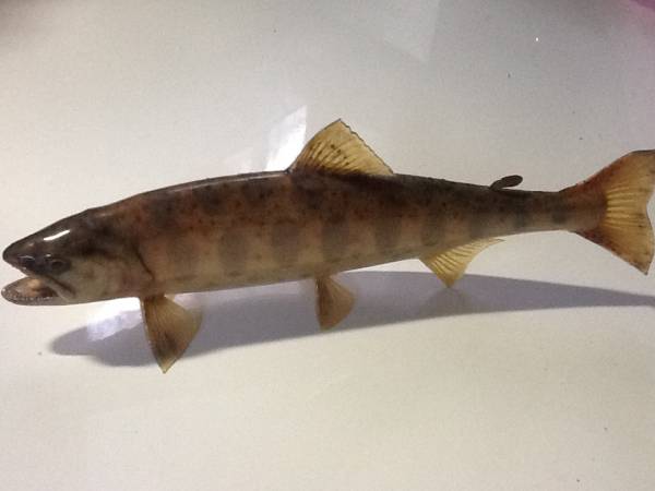 アマゴ 25.5cm 剥製 あまご 魚の剥製 約30cm 友人の凄い作品（1