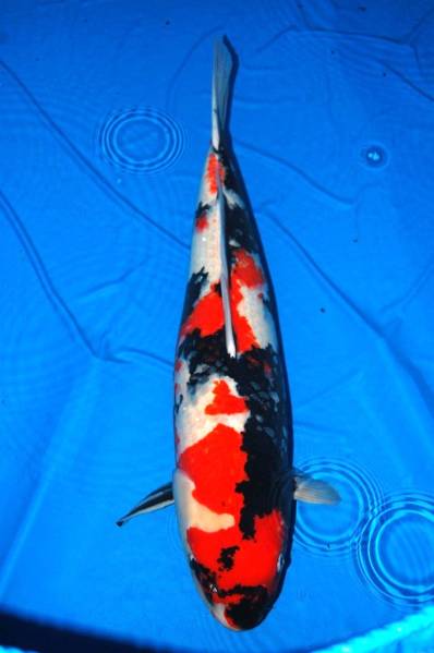★▲★錦鯉　極上魚　昭和三色 野池上り 3歳 雌 64cm★▲★