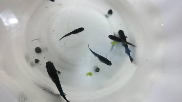 オロチ 稚魚 | 未選別 SS～Sサイズ めだか物語オロチめだか ◎めだかの 