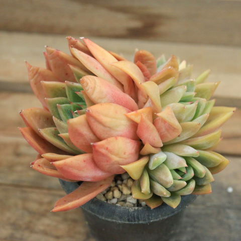 多肉植物　16.エケベリア・メキシカンジャイアントhyb