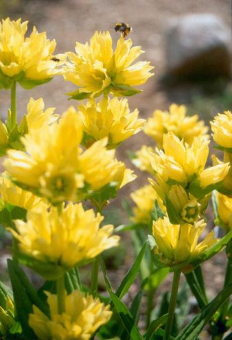 山野草 高山植物 リンドウ 種子 ゲンチアナ ルテア 種 売買されたオークション情報 Yahooの商品情報をアーカイブ公開 オークファン Aucfan Com