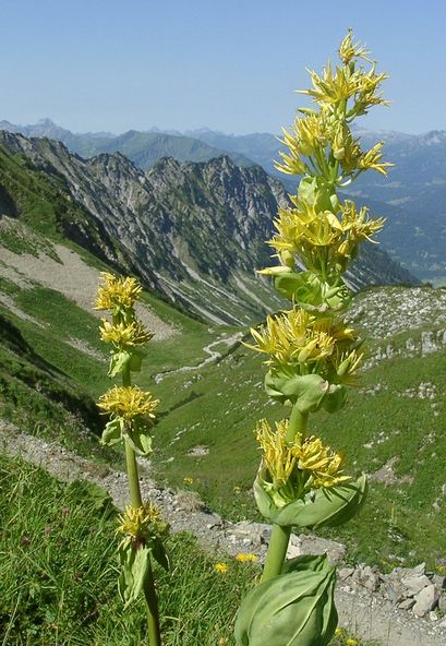 山野草 高山植物 リンドウ 種子 ゲンチアナ ルテア 種 売買されたオークション情報 Yahooの商品情報をアーカイブ公開 オークファン Aucfan Com