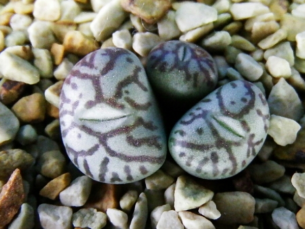 サボテン 多肉植物 139 コノフィツム 井出ウエッテベルゲンセ