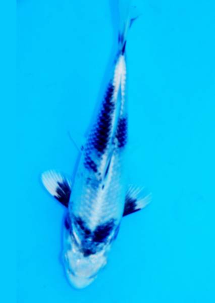 e208637188.1
