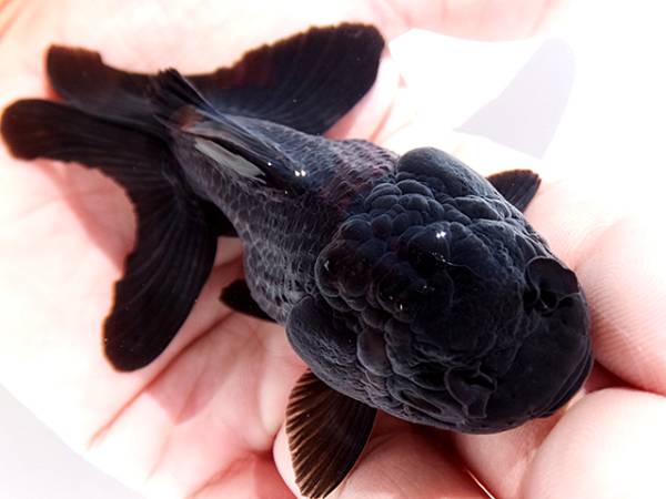 ☆　真黒オランダスーパーショートボディ　9.5ｃｍ　雌　☆S6