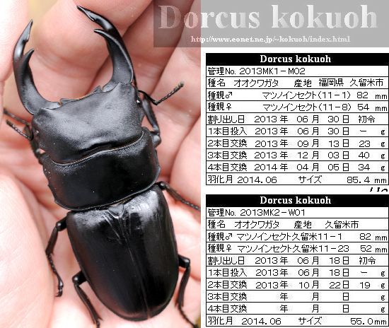 大型個体｜オオクワガタ・ヒラタクワガタ｜マツノインセクト Dorcus黒 