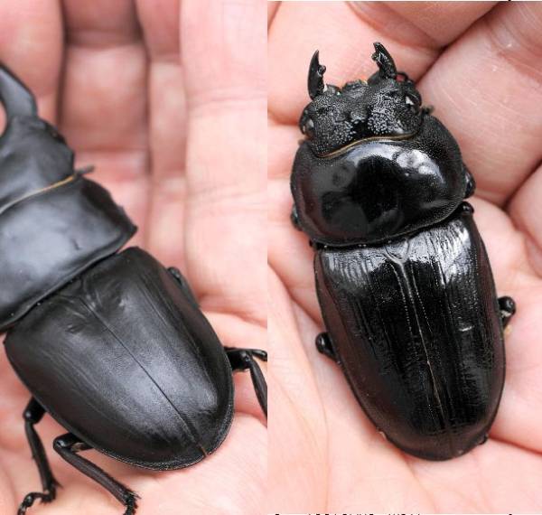 大型個体｜オオクワガタ・ヒラタクワガタ｜マツノインセクト Dorcus黒 