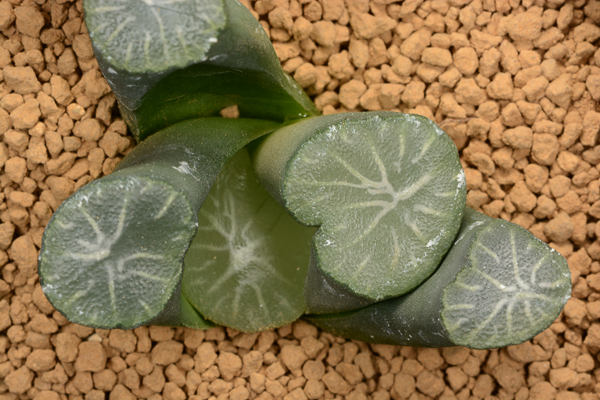 多肉植物 ハオルチア 万象 銀竜帝(サボテン)｜売買されたオークション