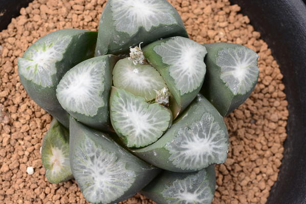 多肉植物 ハオルチア 万象 銀竜帝(サボテン)｜売買されたオークション
