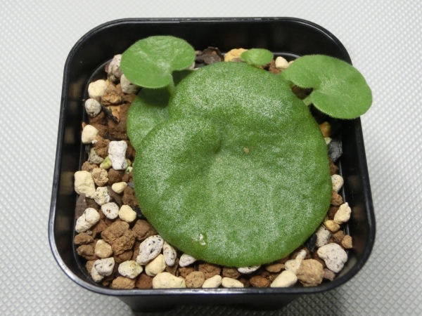 ◇Tylecodon singularis◇チレコドン シングラリス◇希少 珍種