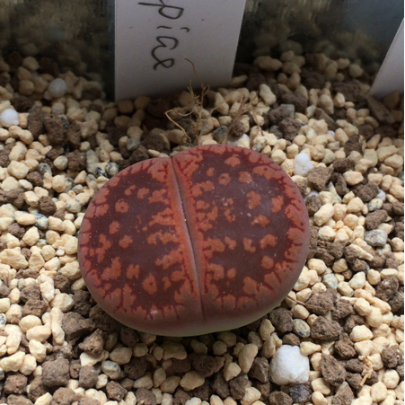 多肉植物 リトープス C255 日輪玉系(サボテン)｜売買された