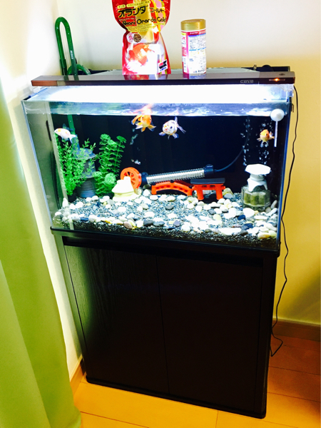 テトラ 0 金魚 ジェックス株式会社 (Tetra) ガラス サイレント 