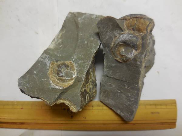 北海道アンモナイト(浦河産オキナエビス貝化石)