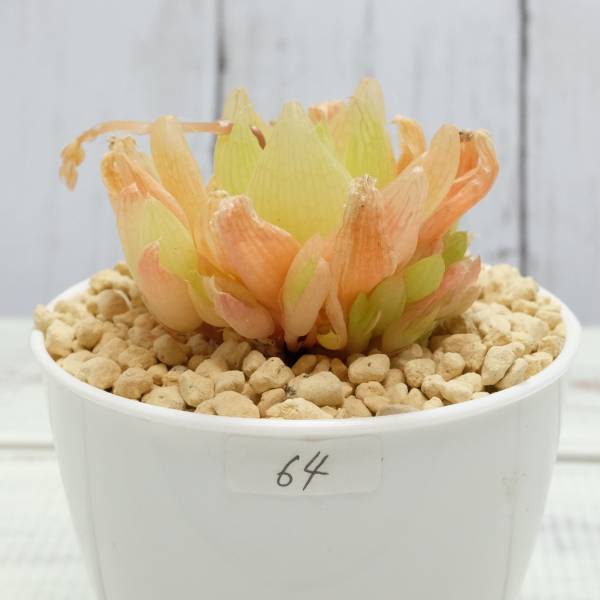 ☆多肉植物☆ 64 ハオルチア Haworthia cymbiformis f. variegata