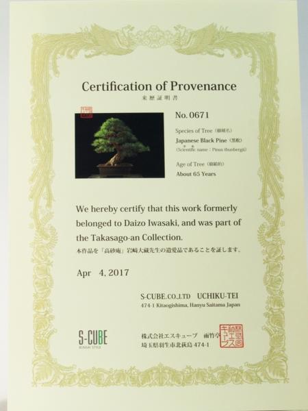 雨竹亭] 樹齢約65年 黒松(高砂庵旧蔵証明書付) b9956 中品盆栽