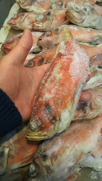 訳あり冷凍赤魚30匹一箱 煮付け焼き物唐揚げにどうぞ アイスランド産 写真全部 タイ 売買されたオークション情報 Yahooの商品情報をアーカイブ公開 オークファン Aucfan Com 訳あり冷凍赤魚30匹一箱 煮付け焼き物唐揚げにどうぞ アイスランド産 写真全部 タイ 売買されたオークション情報 Yahooの商品情報をアーカイブ公開 オークファン Aucfan Com