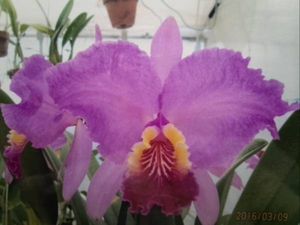 C. lueddemanniana lueddemannianaのYahoo!オークション(旧ヤフオク