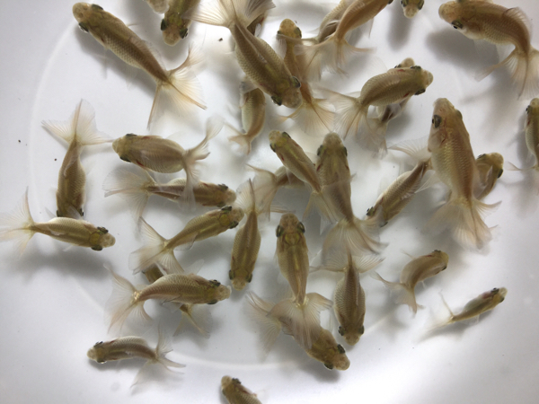 ☆土佐錦 土佐金 ☆選別漏れ　☆☆30匹