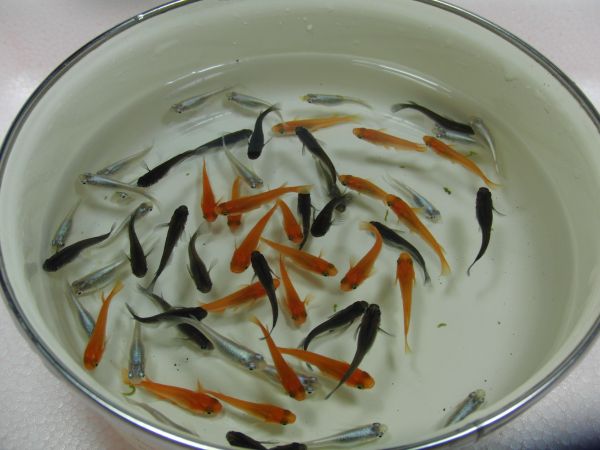 「のぶ爺メダカ」 三色ミックス　60匹　Mサイズ　NO，2