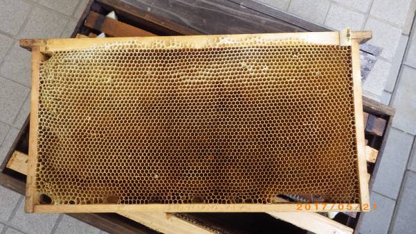 西洋ミツバチ 蜜蜂用　空巣脾（7枚）と中古巣箱（7枚箱）【04】