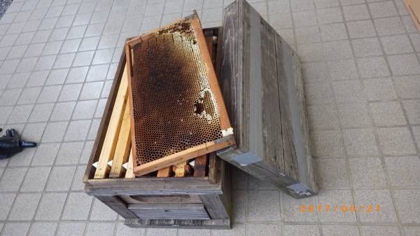 西洋ミツバチ 蜜蜂用　空巣脾（7枚）と中古巣箱（7枚箱）【04】