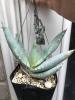 Aloe asperifolia [Namibia]実生5年目です、現物を送ります、抜き苗、四種郵便にて、一律200円お願い致します，