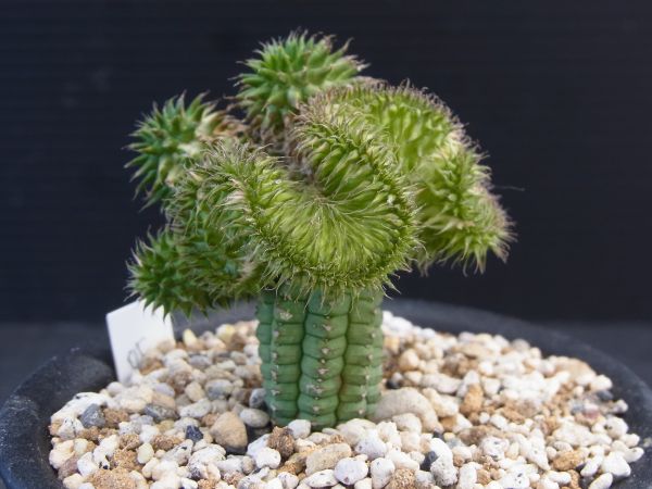 多肉植物　ユーフォルビア　瑠璃晃綴化　接木　緑台木 　2