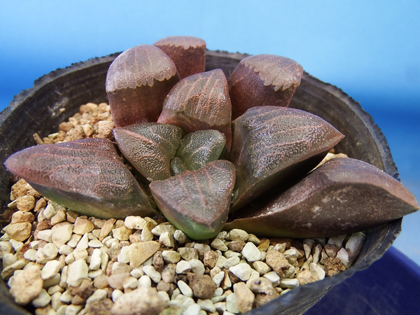 サボテン 多肉植物 58 ハオルチア コレクタ 赤肌系網目 ハオルチア