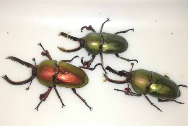 成虫　パプアキンイロクワガタ・パプキン 3ペア＋2♀　Ｃ