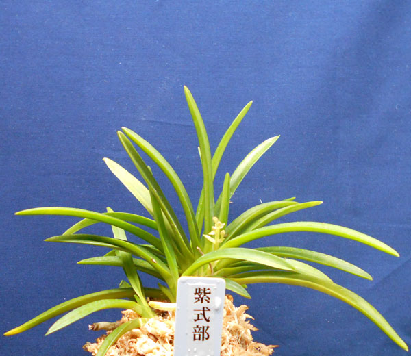 富貴蘭【紫式部の白縞】一鉢物 富貴蘭紫式部の白縞一鉢物