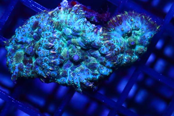 【DEN】珍色!!ディスクアイスブルーマルチトリオID産