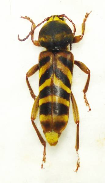 やっさん様　オオトラカミキリ　♂ 未展脚品＞オオトラカミキリ♂22mm （山梨県鳴沢村） オオトラカミキリ