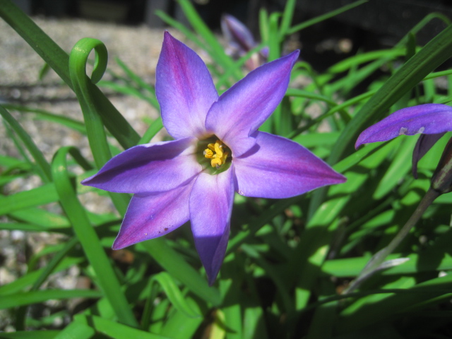 紫色のハナニラ アイフェイオン フロイルミル 球根 売買されたオークション情報 Yahooの商品情報をアーカイブ公開 オークファン Aucfan Com