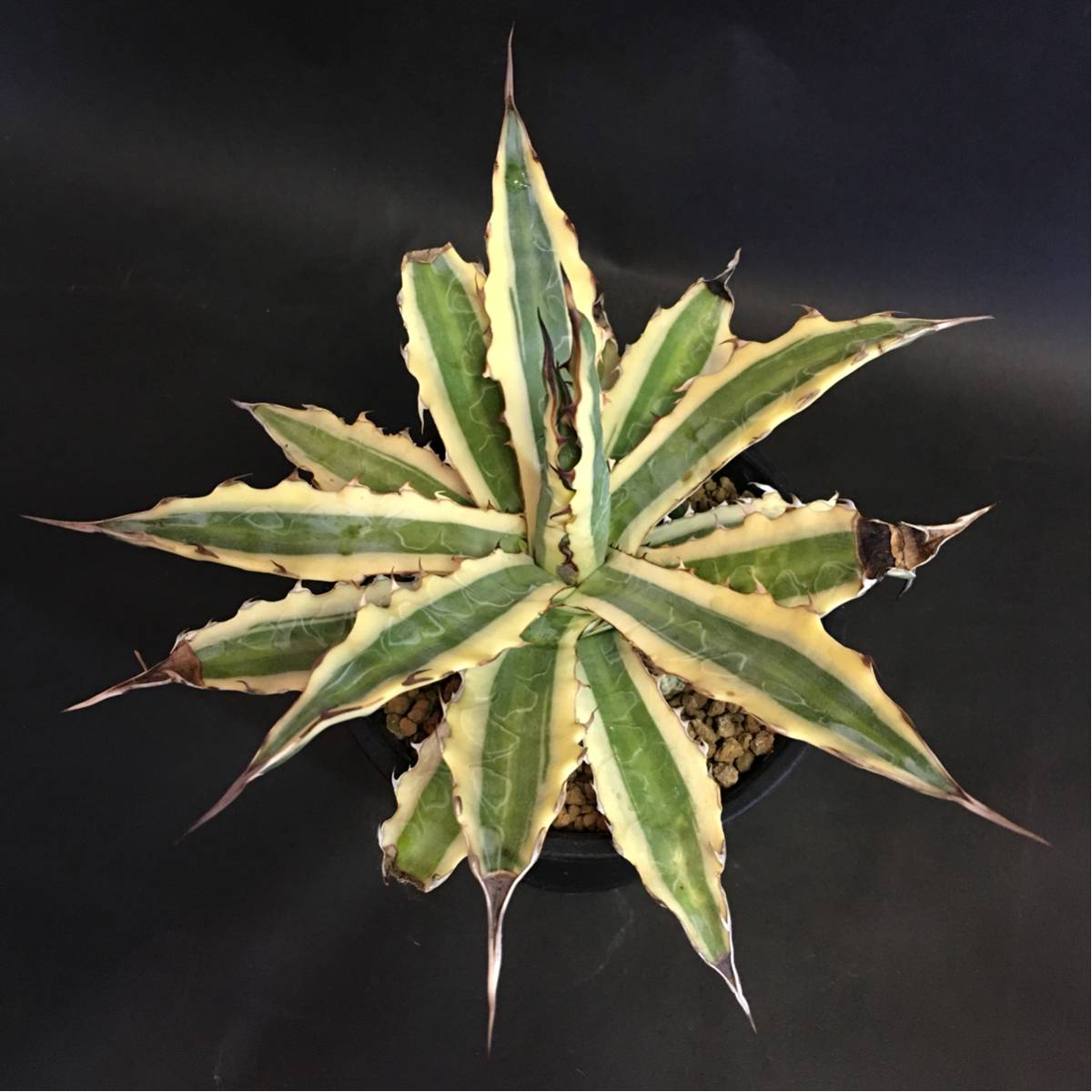 アガベ リギデシマ 覆輪