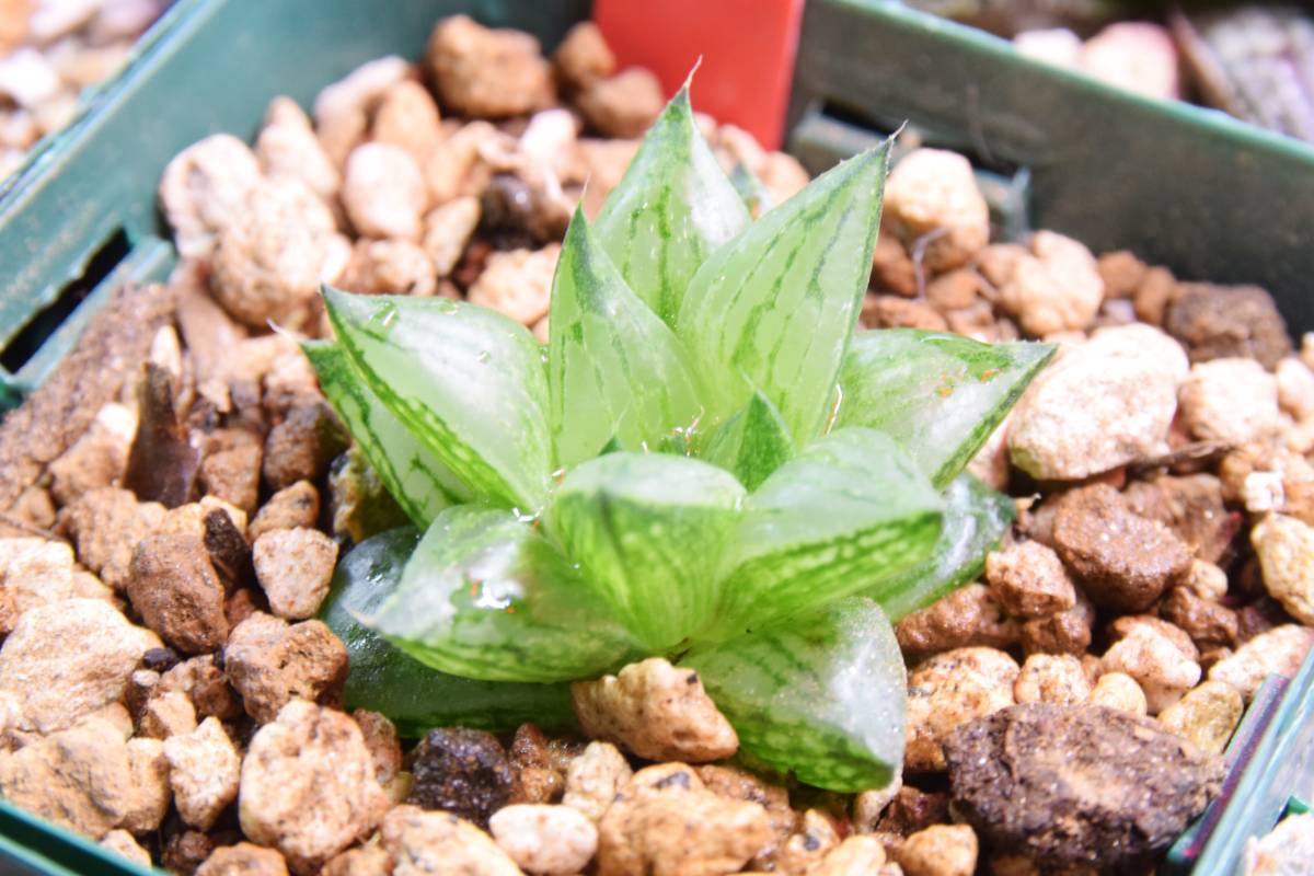 多肉植物　ハオルチア　旧氷砂糖_2