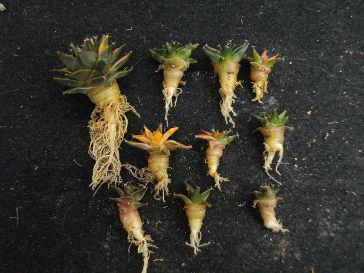 帝冠（錦）10本