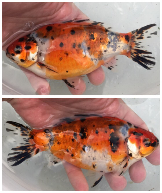 三色和金フナ尾 上物