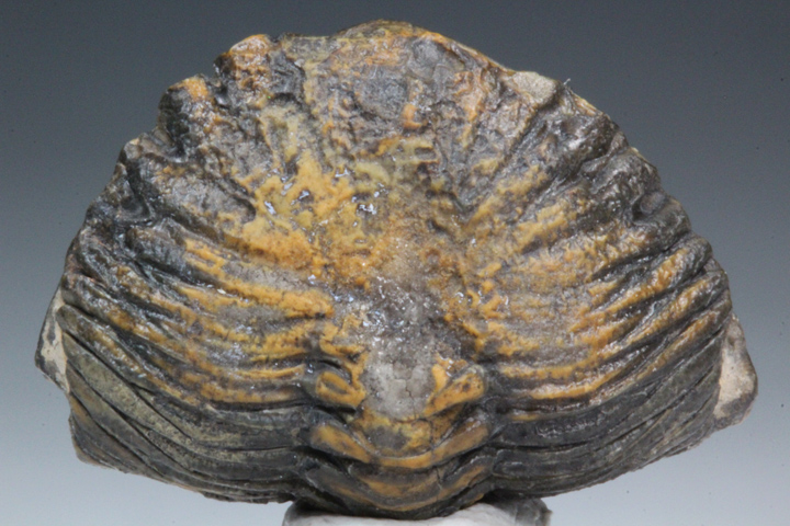 ベリーレア！イングランドのシルル紀の地層より採集された三葉虫