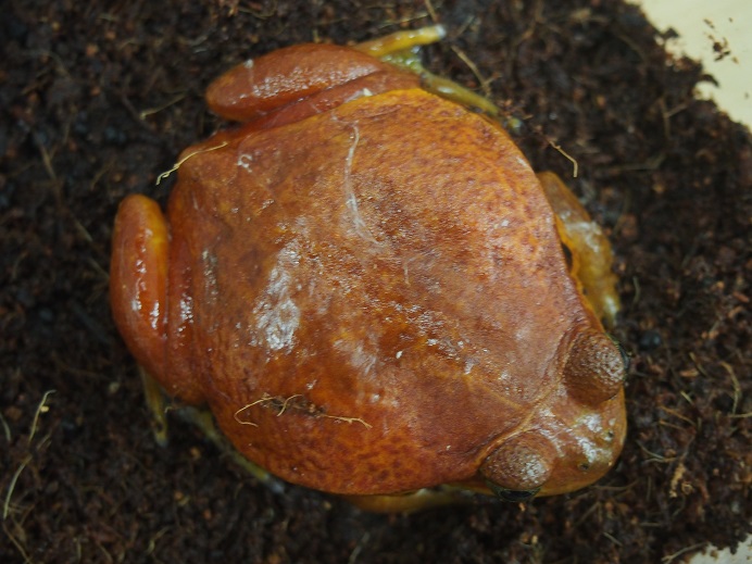  サビトマトガエル 約6ｃｍ(カエル)｜売買されたオークション情報、yahooの商品情報をアーカイブ公開 - オークファン カエル