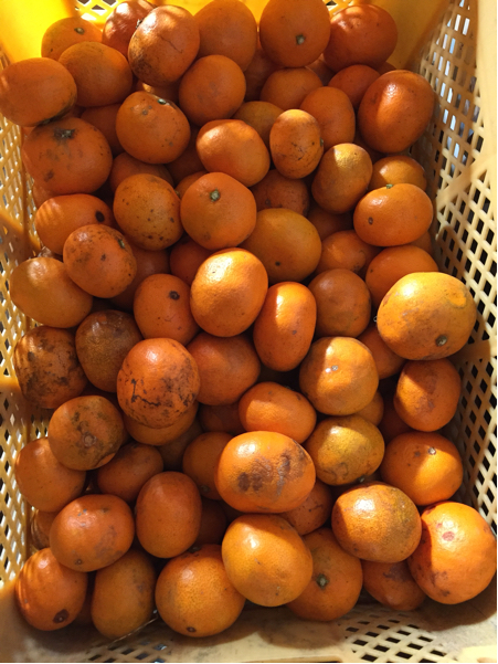 農家直送。農薬無使用わけありミカン。１０キロ。家庭用_1