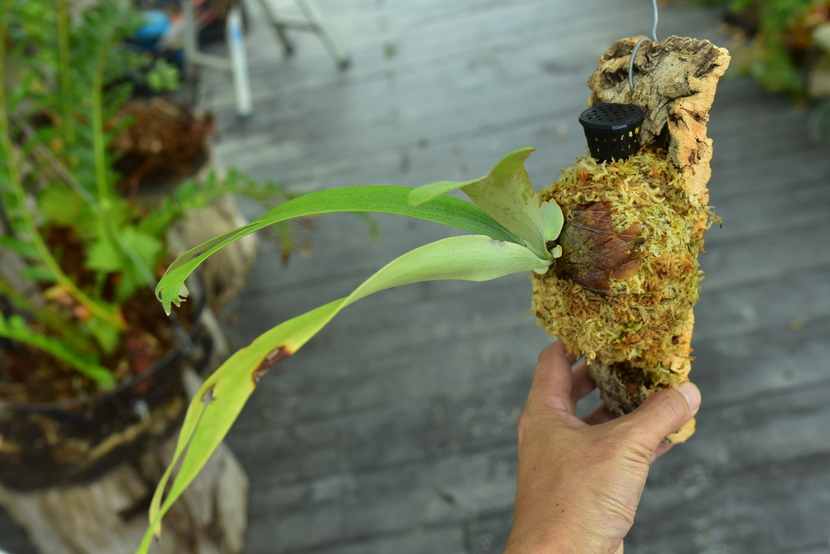P.willinckii cv.baileyi (P.willinckii Dwarf) ① @bikamori.com