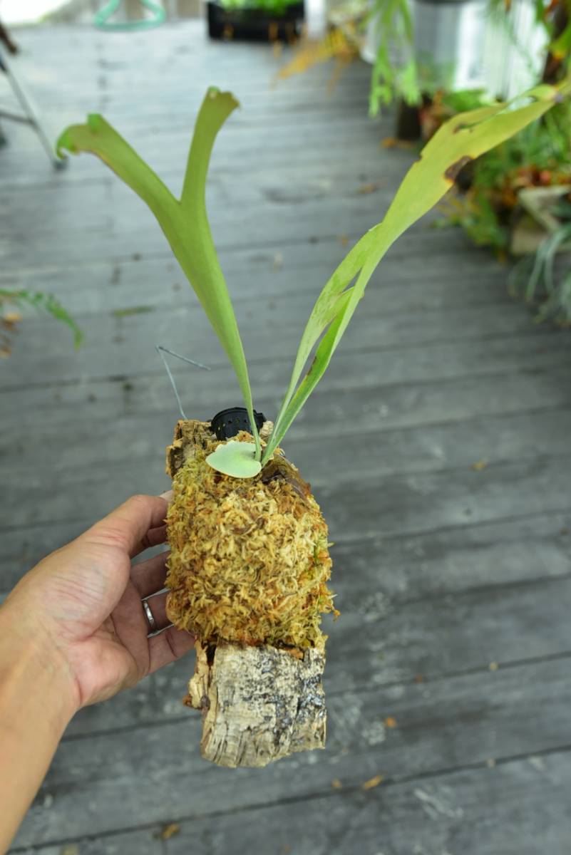 P.willinckii cv.baileyi (P.willinckii Dwarf) ① @bikamori.com